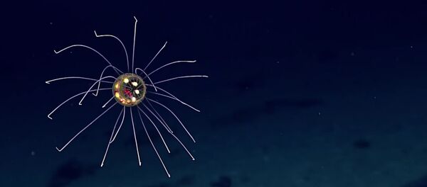 Une fabuleuse espèce de méduse découverte dans le Pacifique (vidéo) - Sputnik Afrique