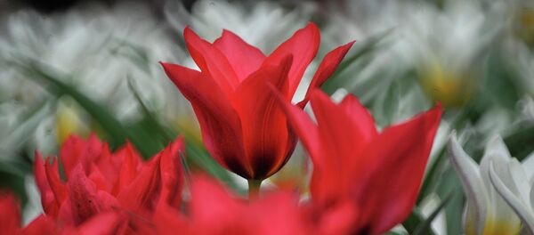 Tulipes - Sputnik Afrique