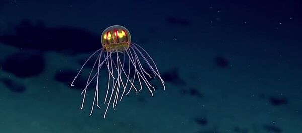 Méduse - Sputnik Afrique