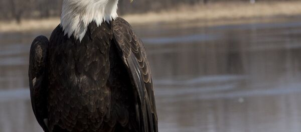 Le pygargue à tête blanche - Sputnik Afrique