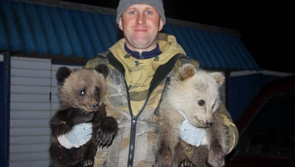 Un Russe qui sauve des ours - Sputnik Afrique