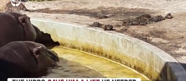 Un hippopotame qui vient en aide à un caneton - Sputnik Afrique