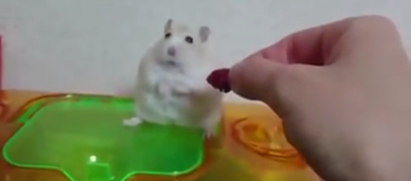 Le hamster s’est vexé - Sputnik Afrique