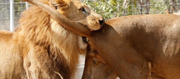 Des lions - Sputnik Afrique