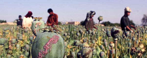 In this photograph taken on April 27, 2015, Afghan farmers harvest opium sap from a poppy field in Panjwai District of Kandahar province - Sputnik Afrique