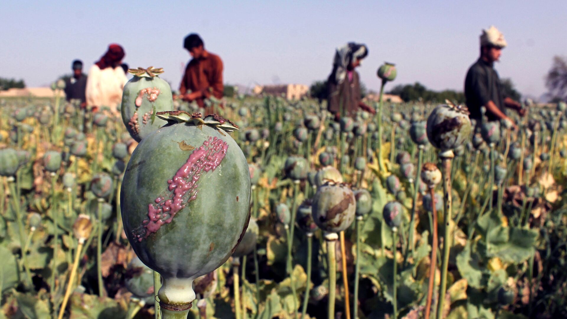 Des agriculteurs afghans dans un champ de pavot de la province de Kandahar (archive photo) - Sputnik Afrique, 1920, 24.08.2021