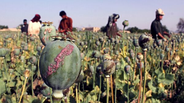 Sur cette photo prise le 27 Avril, 2015, les agriculteurs afghans récoltent la sève d'opium dans un champ de pavot dans le district de Panjwai de la province de Kandahar - Sputnik Afrique
