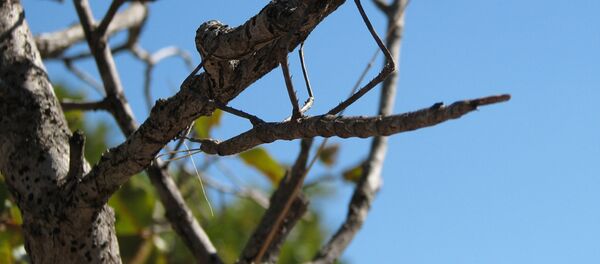Un phasme sur l'arbre, image d'illustration - Sputnik Afrique