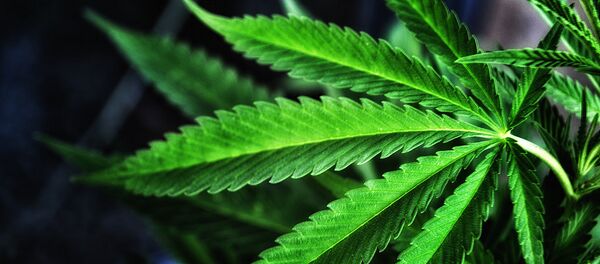 Сannabis - Sputnik Afrique