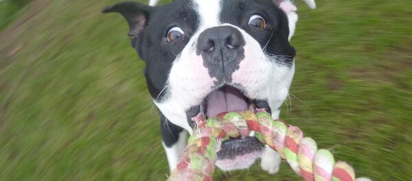 Le chien - Sputnik Afrique