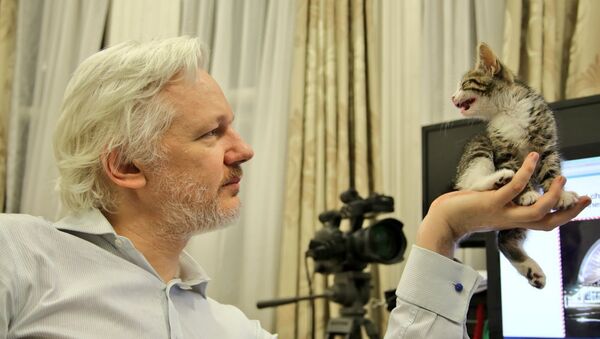 Un chaton pour tenir compagnie à Julian Assange - Sputnik Afrique