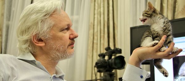 Un chaton pour tenir compagnie à Julian Assange - Sputnik Afrique