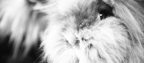 Projet Angora - Sputnik Afrique