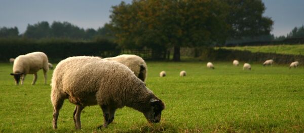 moutons - Sputnik Afrique