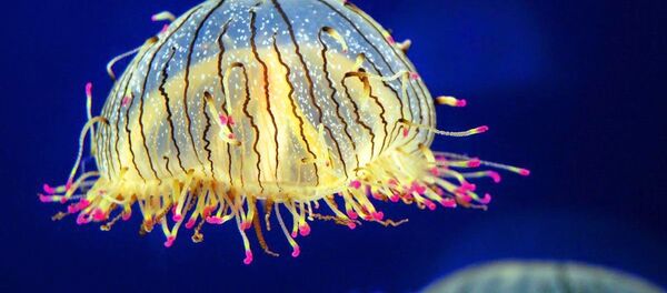 Méduse - Sputnik Afrique