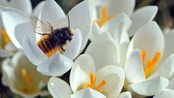 Une abeille récolte le pollen dans le parc de Dresde. Le soleil a offert aux Allemands quelques jours d’été en mars. - Sputnik Afrique