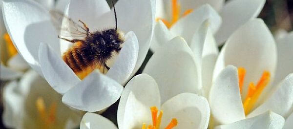 Une abeille récolte le pollen dans le parc de Dresde. Le soleil a offert aux Allemands quelques jours d’été en mars. - Sputnik Afrique