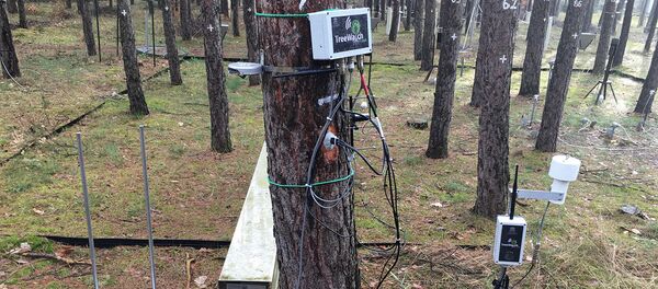 TreeWatch - Sputnik Afrique