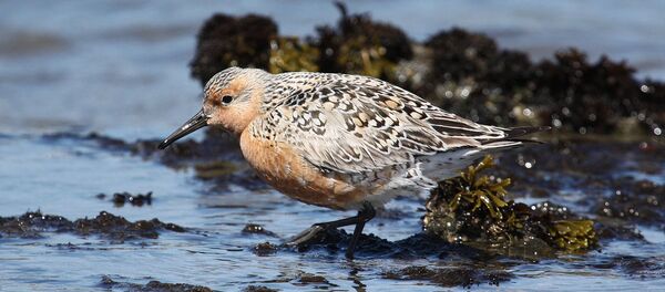 Un bécasseau maubèche - Sputnik Afrique