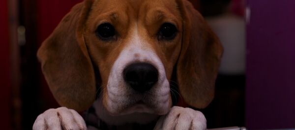 Le chien - Sputnik Afrique