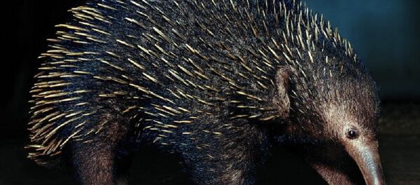 Les échidnés sont des êtres vivants tout à fait particuliers - Sputnik Afrique