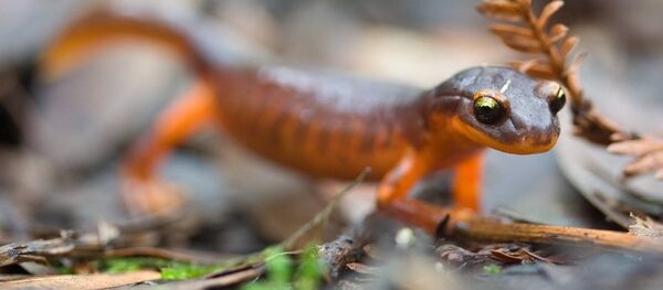 Salamandra - Sputnik Afrique