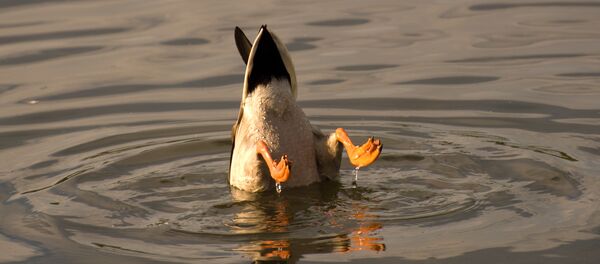 plongées de canard - Sputnik Afrique