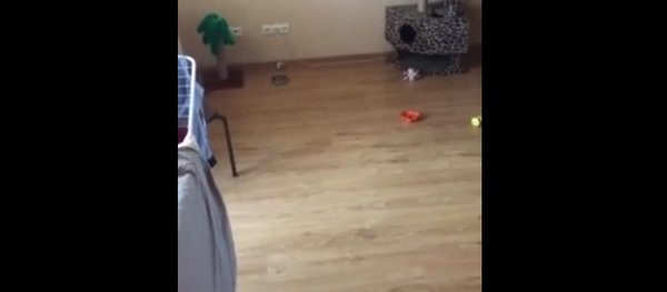 Que fait votre chat quand vous n’êtes pas là? - Sputnik Afrique