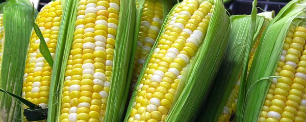 maïs - Sputnik Afrique