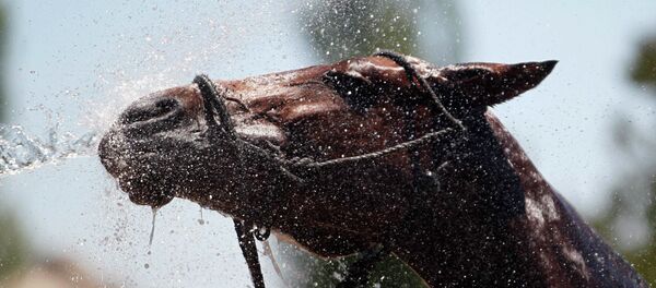 Un cheval - Sputnik Afrique