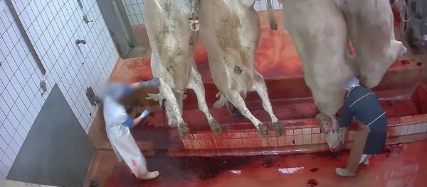 Abattoir de veaux, de vaches, de boeufs - Mauléon-Licharre, Pyrénées-Atlantiques Abattoir de veaux, de vaches, de boeufs - Mauléon-Licharre, Pyrénées-Atlantiques - Sputnik Afrique