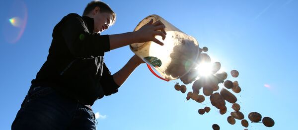 la pomme de terre - Sputnik Afrique