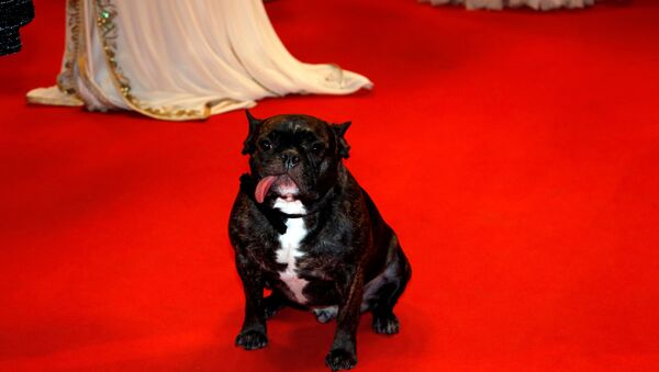 The dog of actress Carrie Fisher is seen on the red carpet for the screening of the film The Handmaiden (Agassi or Mademoiselle) in competition at the 69th Cannes Film Festival in Cannes, France, May 14, 2016 - Sputnik Afrique