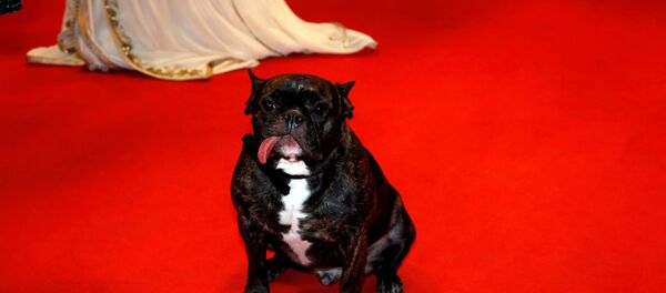 The dog of actress Carrie Fisher is seen on the red carpet for the screening of the film The Handmaiden (Agassi or Mademoiselle) in competition at the 69th Cannes Film Festival in Cannes, France, May 14, 2016 - Sputnik Afrique