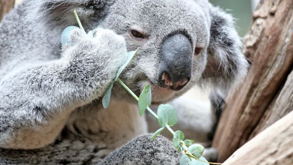 Koala Oobi-Oobi - Sputnik Afrique