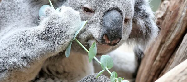 Koala Oobi-Oobi - Sputnik Afrique
