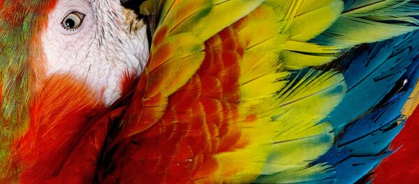 Perroquet - Sputnik Afrique