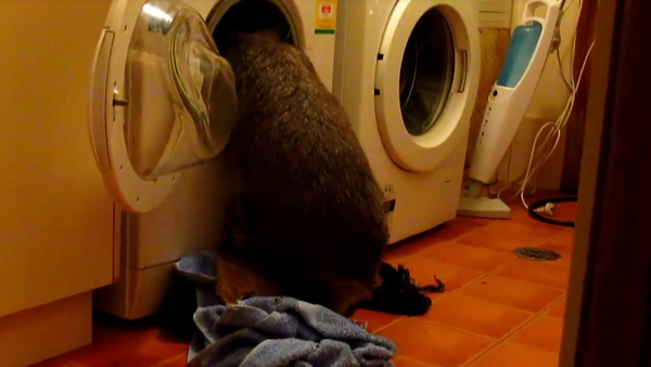 Un wombat fait le ménage dans une laverie - Sputnik Afrique