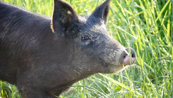 Un cochon noir - Sputnik Afrique