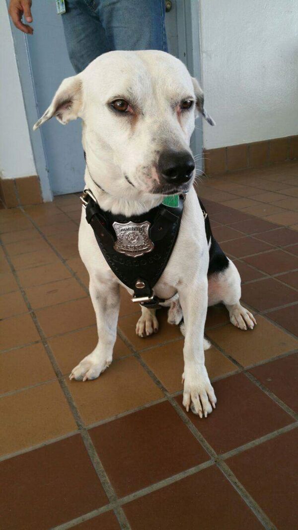 Gorgi - Sputnik Afrique