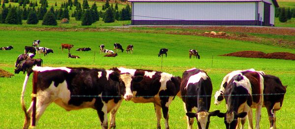 Vaches laitières - Sputnik Afrique