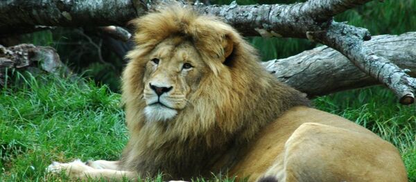 Lion Lion - Sputnik Afrique