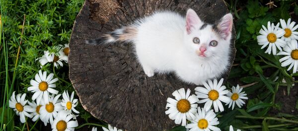 Chat - Sputnik Afrique