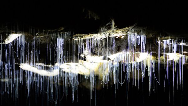 grotte néo-zélandaise - Sputnik Afrique