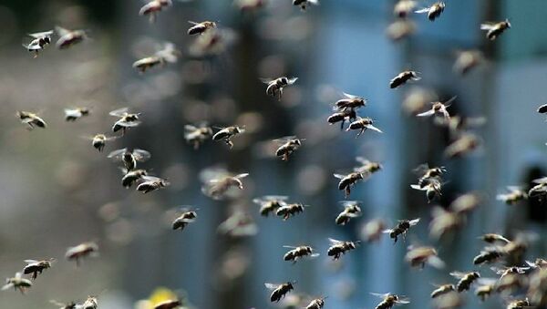 Etats-Unis: un camion se renverse et libère 20 millions d'abeilles - Sputnik Afrique