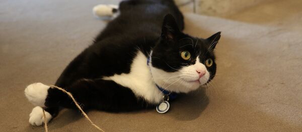 Palmerston - Sputnik Afrique