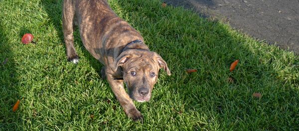 Un chiot Staffordshire Bull Terrier - Sputnik Afrique
