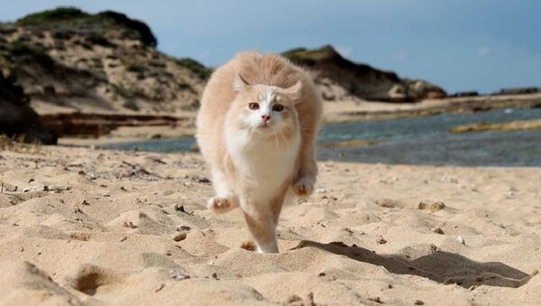 Une plage pour chats en Sardaigne - Sputnik Afrique