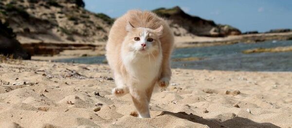 Une plage pour chats en Sardaigne - Sputnik Afrique