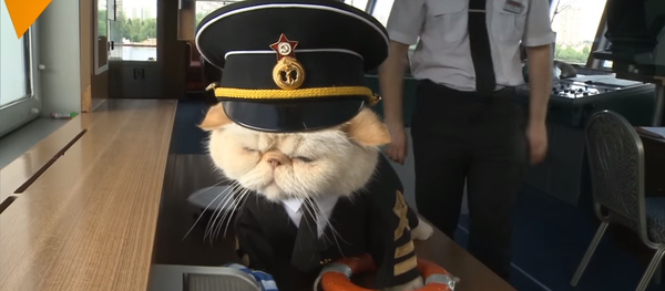 Les chats Marin et Bosseman sont les étoiles de la croisière - Sputnik Afrique